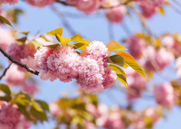 Flor de Sakura ou flor de cerejeira no fundo do céu.