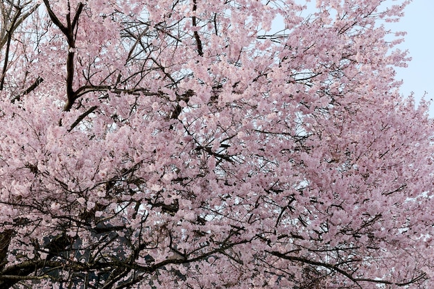 Flor de Sakura ou flores de cerejeira.