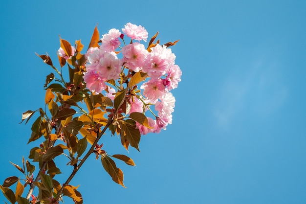 Flor de Sakura Ramo de floração de cerejeira japonesa contra o céu azul Copiar espaço