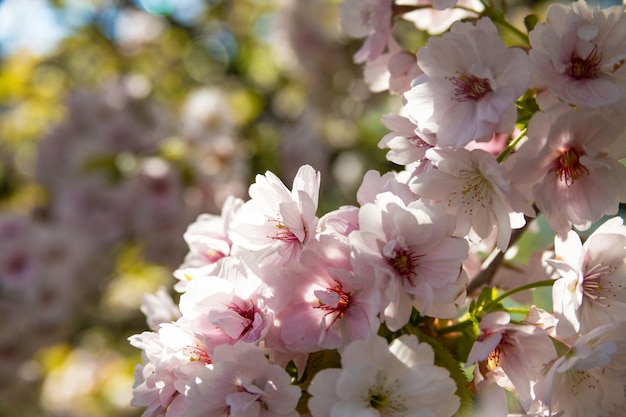 Flor de sakura rosa, árvore de flor de cerejeira no parque.