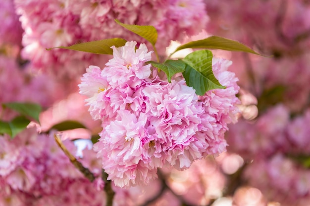 Flor de sakura rosa na árvore de primavera florescendo closeup