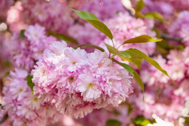 Flor de sakura rosa na árvore de primavera florescendo