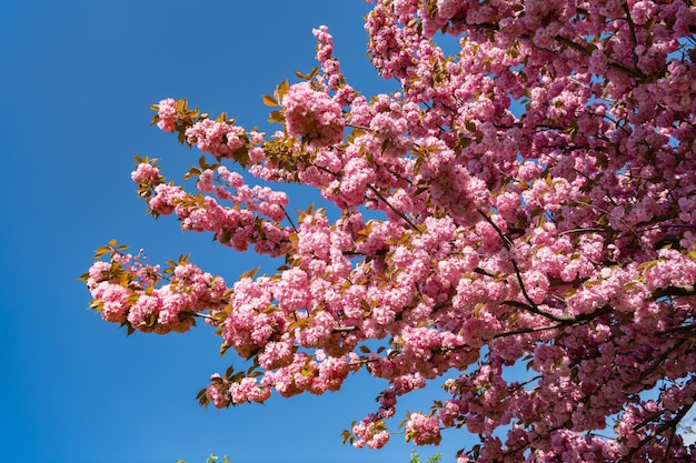 Flor de sakura rosa na primavera de árvore de primavera florescendo