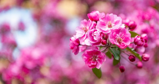 Flor de sakura rosa no espaço de cópia de árvore de primavera florescendo