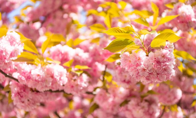 Flor de sakura rosa sazonal na árvore de primavera florescendo