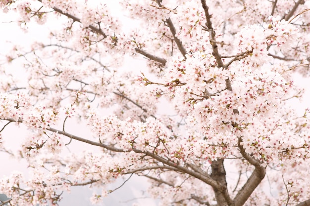 Flor de sakura