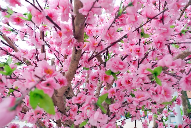 Foto flor de sakura