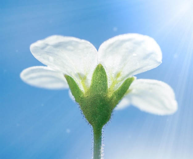 Flor de saxifrage branca contra o céu azul em macro