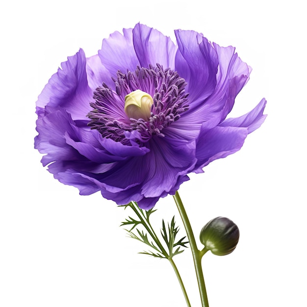 Flor de Scabiosa isolada em fundo branco