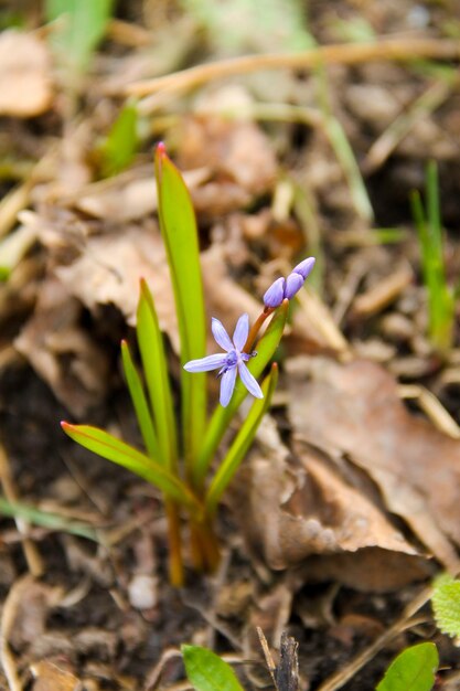 Flor de scilla azul (Scilla bifolia) ou Squill na floresta na primavera