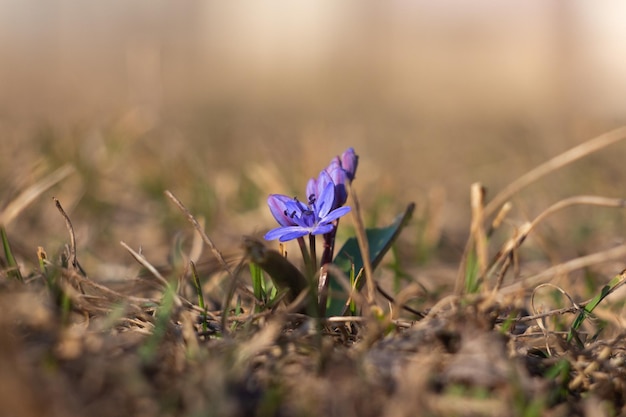 flor de scilla primavera