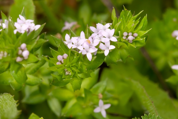 Flor de sherardia arvensis