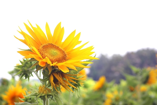 Flor de sol, use como papel de parede