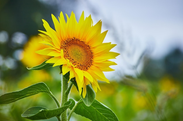 Flor de sol vibrante em close-up no campo de Goshen Luz natural suave