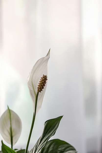 Flor de spathiphyllum branca fresca delicada sobre um fundo claro Lugar para o seu texto