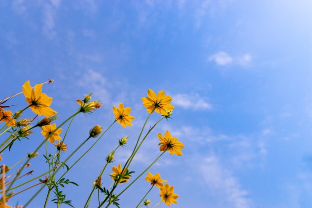 Flor de starburst de vista de formiga no céu azul