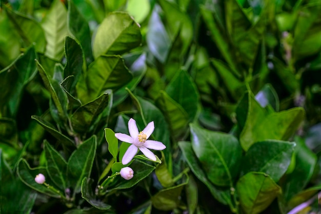 Foto flor de stefanotis em um close-up do pote. venda na loja. foco seletivo.