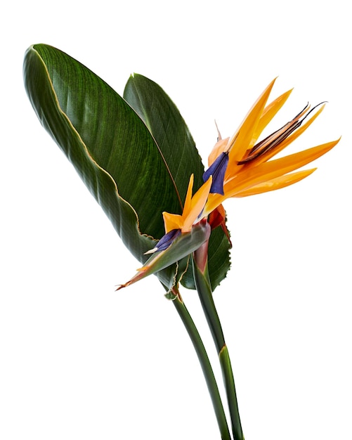 Flor de Strelitzia reginae, flor de ave do paraíso com folha, isolada no fundo branco