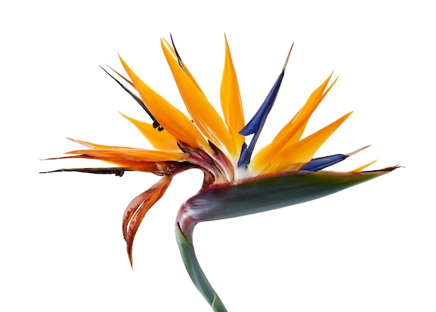 Foto flor de strelitzia reginae, flor de ave do paraíso, flor tropical isolada no fundo branco