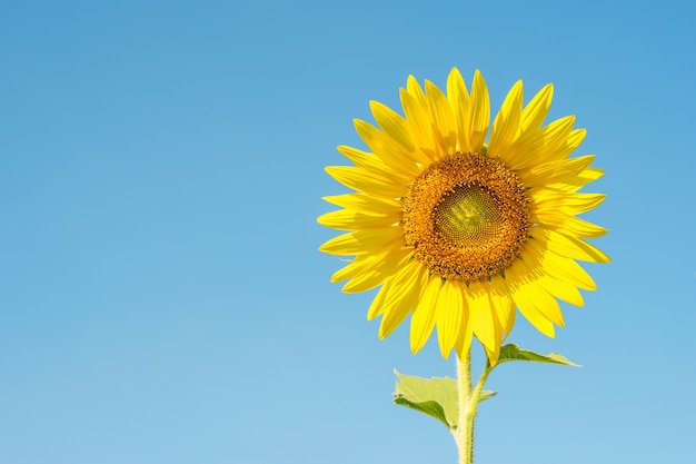 Flor de Sun no céu azul para o fundo.