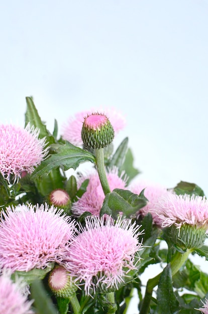 Flor de sylibum rosa para plano de fundo