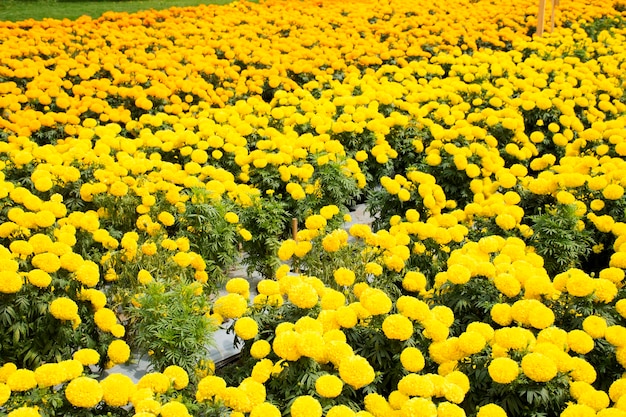 Flor de Tagetes Marigold no jardim em Nonthaburi Tailândia