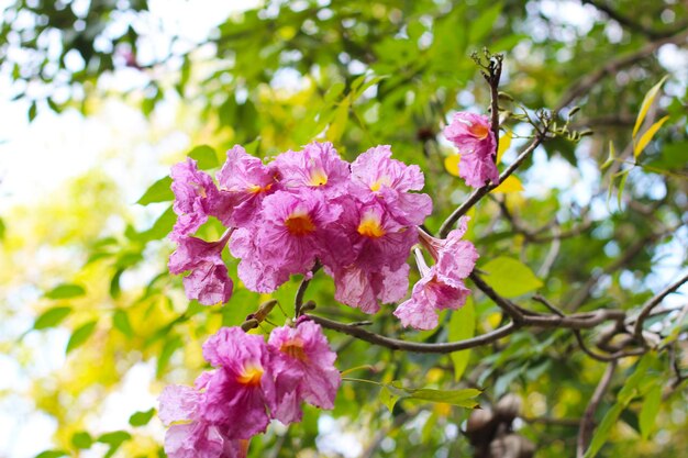 Foto flor de tecoma rosa ou trompete rosa árvore