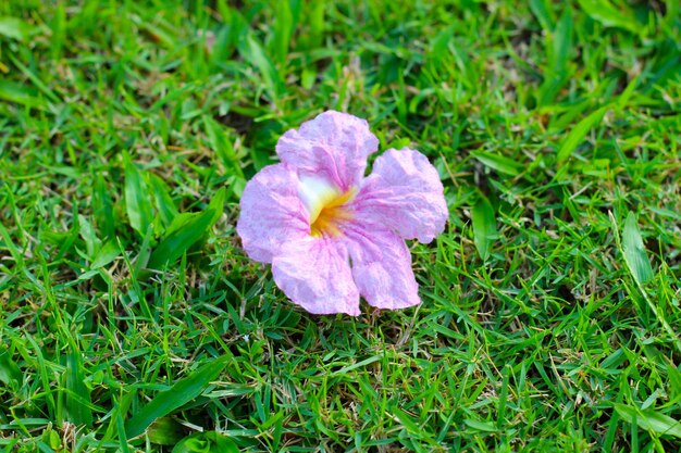 Foto flor de tecoma rosa ou trompete rosa árvore