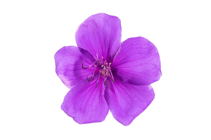 Foto flor de tibouchina em plena floração isolada em bacckground branco. tibouchina urvilleana