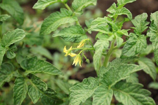 Flor de tomate jovem no jardim closeup