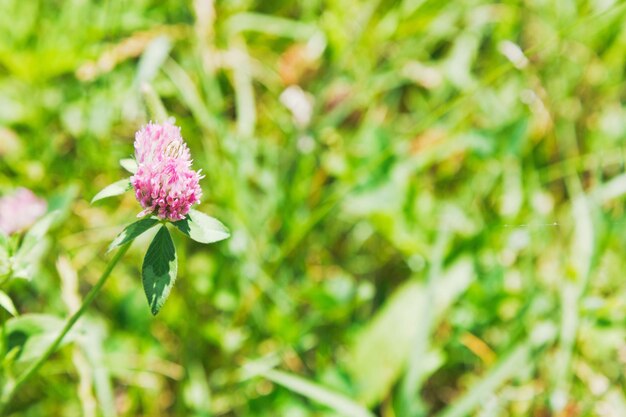 Flor de trevo no prado verde