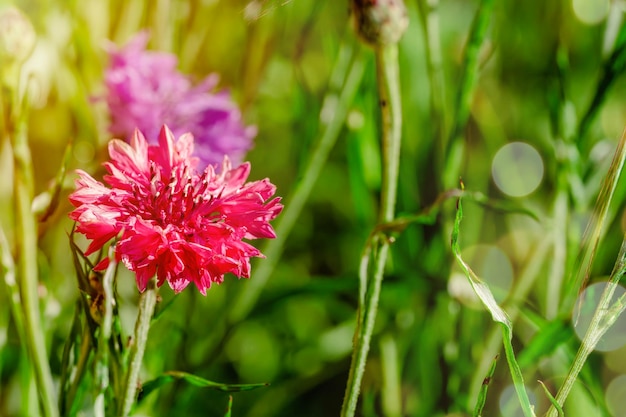 Flor de trevo rosa no jardim na grama verde