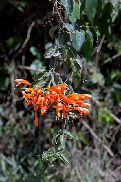 Foto flor de trombeta laranja