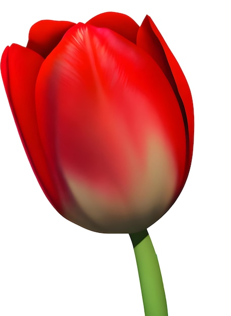 Flor de tulipa 3d realista em fundo branco com folhas tulipa vermelha Flower Design Ultra High HD