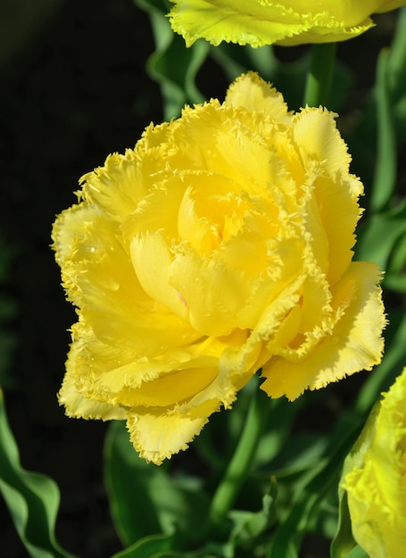 Flor de tulipa amarela com pétalas de agulha na natureza Maravilhosa tulipa amarela dupla closeup