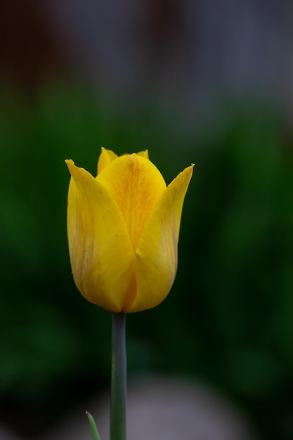 Flor de tulipa amarela florescendo em um fundo verde escuro em uma fotografia macro de dia de verão