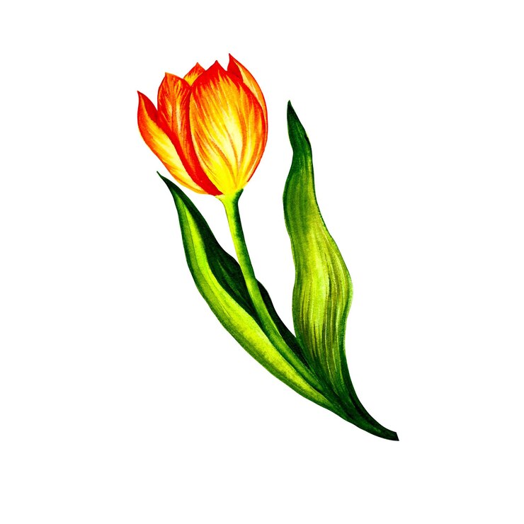 Foto flor de tulipa amarela isolar no fundo branco. . ilustração em aquarela.