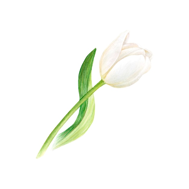Flor de tulipa branca em ilustração botânica desenhada à mão em aquarela