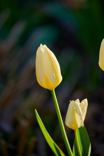 Flor de tulipa branca floral em botão isolado em um fundo preto desfocado em um dia ensolarado na natureza Bela cena de uma única planta florida delicada fechada crescendo fora na primavera