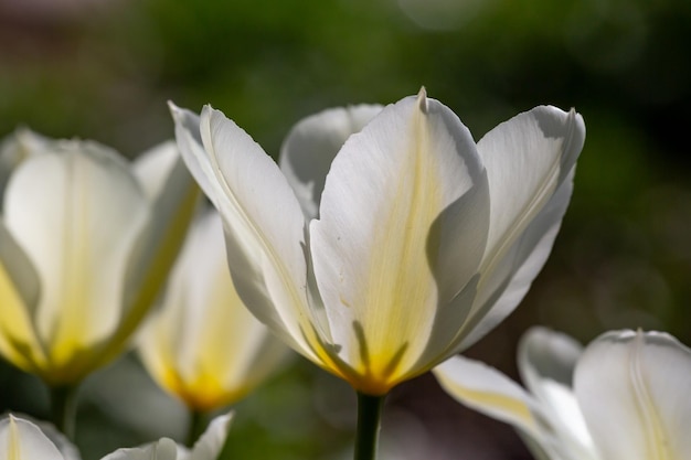 Flor de tulipa branca florescendo em um fundo verde em uma fotografia macro de dia ensolarado