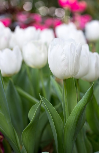 Flor de tulipa branca no jardim