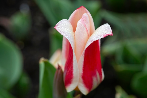 Flor de tulipa branca vermelha em foco seletivo próximo
