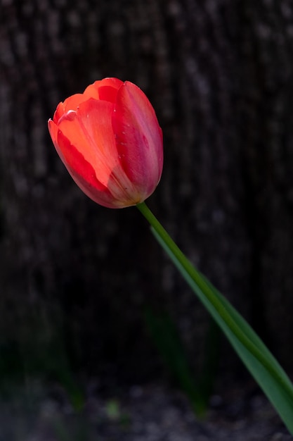 Flor de tulipa brilhante de pétalas vermelhas