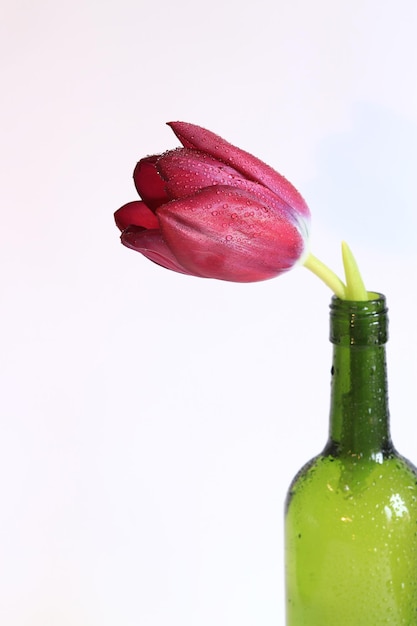 Flor de tulipa brilhante em uma garrafa de vidro em um fundo branco Símbolo da primavera e da beleza Flores da primavera para o Dia dos Namorados, Dia das Mães ou Dia da Mulher Foco seletivo