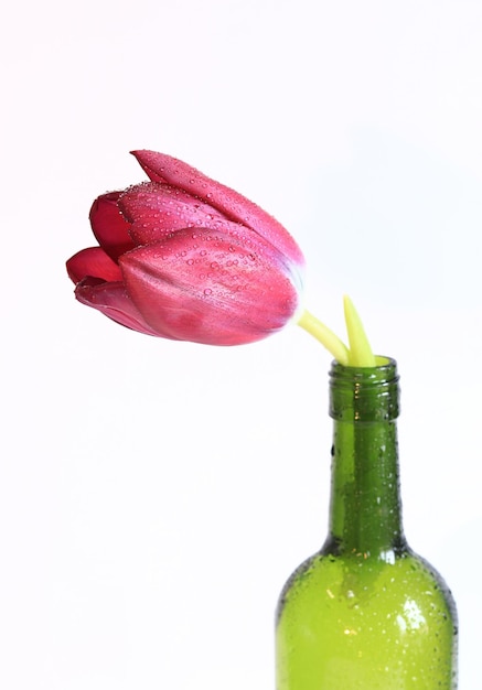 Foto flor de tulipa brilhante em uma garrafa de vidro em um fundo branco símbolo da primavera e da beleza flores da primavera para o dia dos namorados, dia das mães ou dia da mulher foco seletivo