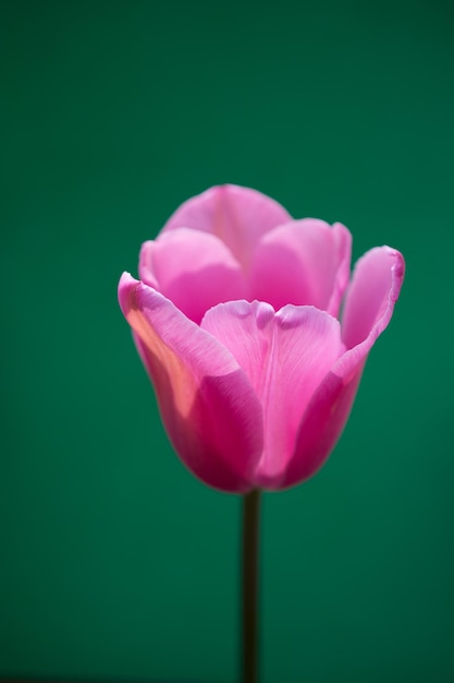 Flor de tulipa colorida com um fundo colorido