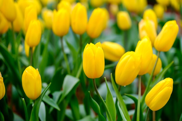 Flor de tulipa com folha verde