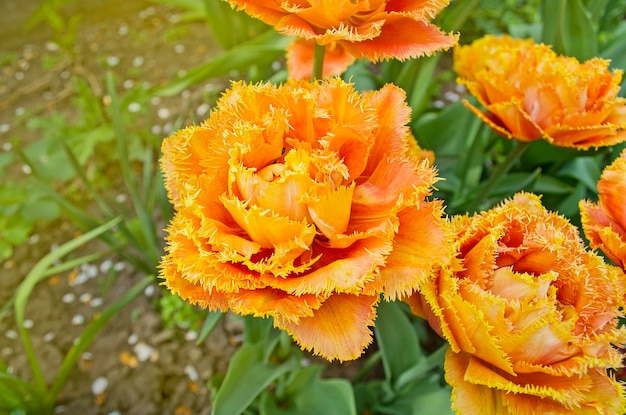 Flor de tulipa com franjas Toque sensual Tulipas alaranjadas frescas