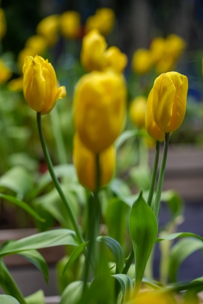 Flor de tulipa com fundo de folha verde no campo de tulipa Flor de tulipa amarela