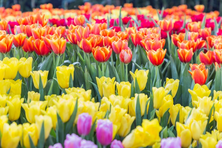 Flor de tulipa com fundo verde folha no campo de tulipa